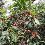 COFFEE-【G1】希少JAS認証 インドネシア　マンデリン 中やや深煎り 200g